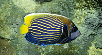 Emperor angelfish (Pomacanthus imperator) Pacific