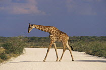 Giraffe crossing the road, Etosha NP, Namibia {Giraffa camelopardalis}