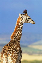 Juvenile giraffe portrait {Giraffa camelopardalis} Masai Mara NP, Kenya