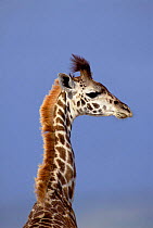 Juvenile giraffe head and neck portrait {Giraffa camelopardalis} Masai Mara, Kenya