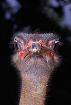 Ostrich {Struthio caamelus} portrait Ostrich farm, UK