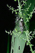 Assassin bug male guarding his mate while she lays her eggs. Uganda, Africa {Rhinocoris albopilosus}