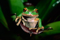 Marsupial frog {Gastrotheca riobambae} captive, from Ecuador