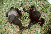 Mountain gorilla silverback male 'Rugabo' and female shot dead with AK47 gun {Gorilla beringei} Virunga NP, Democratic Republic of Congo