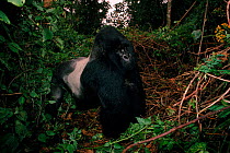 Male mountain gorilla (Gorilla beringei) known as 'Rafiki'. DR of Congo, Central Africa