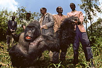 Male silverback Mountain gorilla 'Rugabo' shot dead with AK47 {Gorilla beringei} Virunga NP, Democratic Republic of Congo