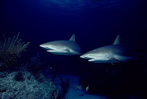 Caribbean reef sharks patrolling their territory {Carcharhinus perezi} Bahamas