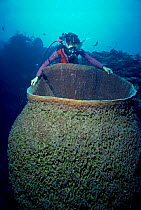 Diver loooking into Giant netted barrel sponge {Veronguls gigantea} Cayman Islands, Caribbean Model released.