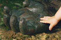 Mountain gorilla silverback {Gorilla beringei} and human infant hands, Bukima, Virunga National Park, Democratic Republic of Congo, 1995 model released