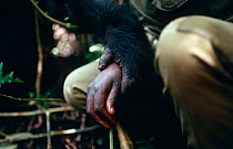 Mountain gorilla {Gorilla beringei} holding warden's hand, Dem Rep of Congo.