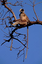 Southern plains grey / Hanuman langur {Semnopithecus dussumieri} sitting in tree. Ranthambhore NP, India