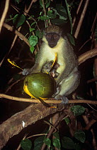 Vervet monkey (Chlorocebus / Cercopithecus aethiops) in tree canopy with young, peeling fruit, Gambia