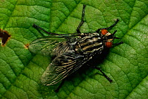 Flesh fly {Sacrophaga carnaria} UK
