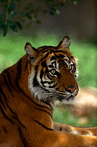 Sumatran tiger {Panthera tigris sumatrae} captive, Endangered