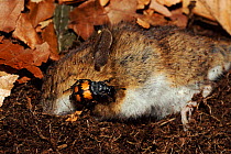 Sexton / Burying beetle {Nicrophorus humator} on dead rodent Germany