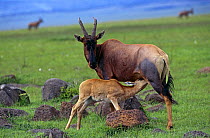 Female Topi nursing calf {Damaliscus lunatus} Masai Mara NR, Kenya