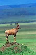 Topi {Damaliscus lunatus} standing alert on mound, Masai Mara National Reserve, Kenya