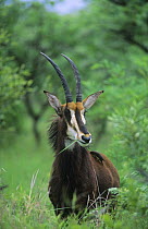 Sable antelope (Hippotragus niger) male feeding, Kruger NP, South Africa
