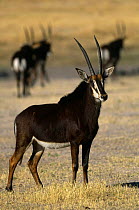 Sable antelope male {Hippotragus niger} part of bachelor group, Chobe NP, Botswana