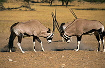 Gemsbok males fighting {Oryx gazella gazella} Kalahari Gemsbok NP, South Africa