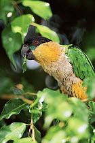 Black headed chique parrot feeding, Amazon rainforest, Ecuador