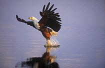 African fish eagle {Haliaeetus vocifer} catching fish, Chobe NP, Botswana. Sequence 2/3