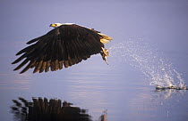 African fish eagle {Haliaeetus vocifer} flying off with caught fish, Chobe NP, Botswana. Sequence 3/3