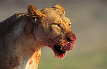 Bloody faced African lioness licking lips after feeding, Chobe NP, Botswana