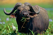 RF- African buffalo feeding (Syncerus caffer), portrait. Mana Pools National Park, Zimbabwe. (This image may be licensed either as rights managed or royalty free.)