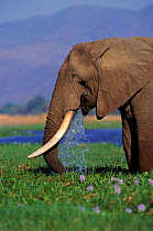 African elephant drinking, Mana Pools NP, Zimbabwe