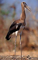 Woolly necked stork portrait, Chobe NP, Botswana