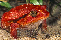 Tomato frog (Dyscophus antongilii) Maroansetra, Madagascar