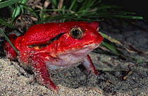 Tomato frog {Dyscophus antongilii} Maroansetra, Madagascar.
