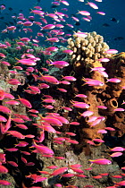 Coral reef landscape with shoal of Anthias fish, Sulawesi, Indonesia