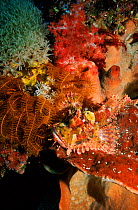 Scorpionfish camouflaged on sponge with featherstar. Sulawesi, Indonesia.