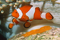 False clown anemonefish {Amphipron ocellaris}female with newly laid eggs, Indonesia,  Sulawesi