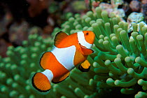 False clown anemonefish, Sulawesi, Indonesia.