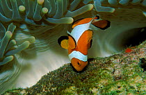 False clown anemonefish male tends eyed eggs. Sulawesi, Indonesia.