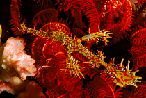 Ornate ghost pipefish in Featherstar. Sulawesi, Indonesia