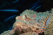 Scorpionfish {Scorpaenopsis sp} camouflaged on coral.  Sulawesi, Indonesia
