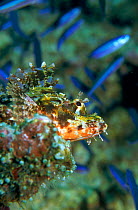 Scorpionfish lying in ambush, Sulawesi, Indonesia