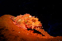 Scorpionfish on sponge. Sulawesi, Indonesia