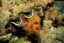 Giant clam {Tridacna sp} with tube corals. Philippines.