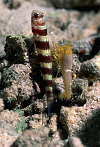 Burgundy shrimp goby {Amblyeleotris whelleri} with shrimp, Sulawesi Indonesia