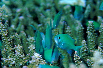 Blue green chromis sheltering in coral, Sulawesi Indonesia