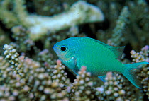 Blue green chromis fish sheltering in coral. Sulawesi, Indonesia