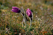 Pasque flower in flower, Sweden