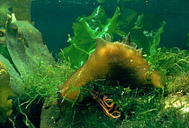 Sea hare with newly laid eggs, Wales, UK