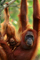 Orang utan (Pongo abelii) mother with baby, Gunung Leuser NP, Indonesia.