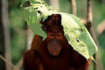 Orang utan (Pongo abelii) juvenile using leaf as sunshade, Gunung Leuser NP Indonesia